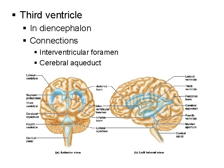 § Third ventricle § In diencephalon § Connections § Interventricular foramen § Cerebral aqueduct