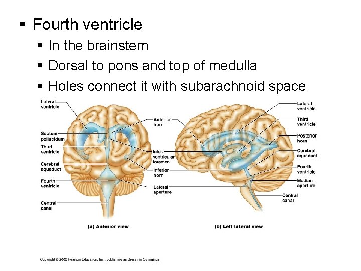 § Fourth ventricle § In the brainstem § Dorsal to pons and top of