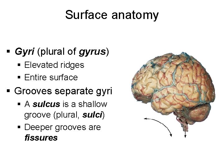 Surface anatomy § Gyri (plural of gyrus) § Elevated ridges § Entire surface §