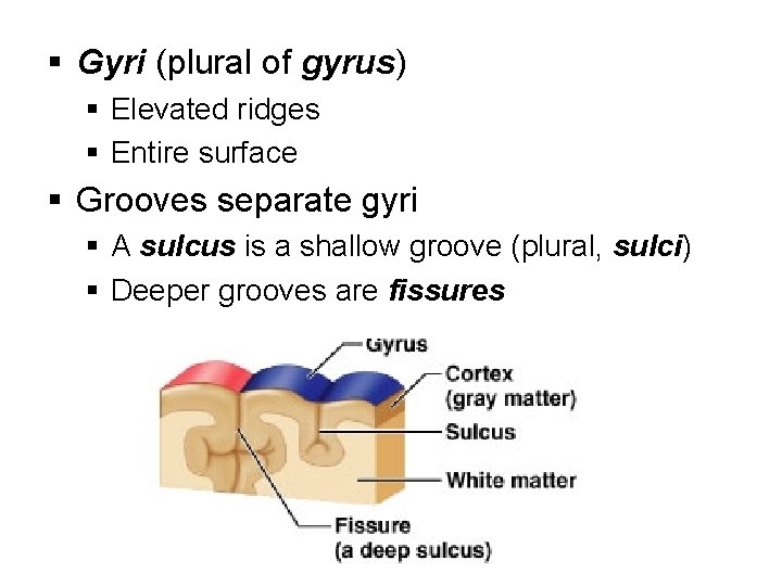 § Gyri (plural of gyrus) § Elevated ridges § Entire surface § Grooves separate