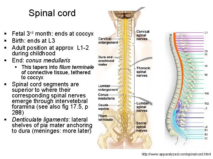 Spinal cord § Fetal 3 rd month: ends at coccyx § Birth: ends at