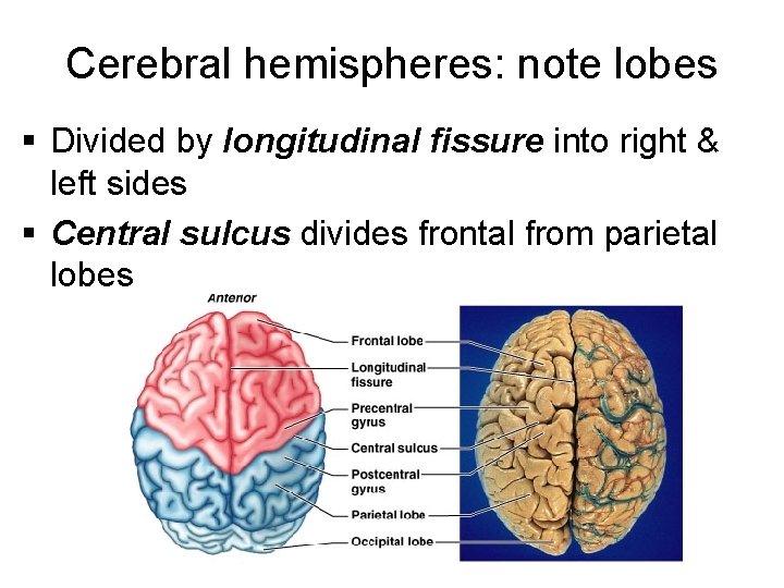 Cerebral hemispheres: note lobes § Divided by longitudinal fissure into right & left sides