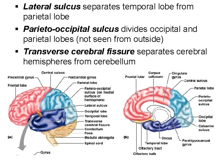 § Lateral sulcus separates temporal lobe from parietal lobe § Parieto-occipital sulcus divides occipital