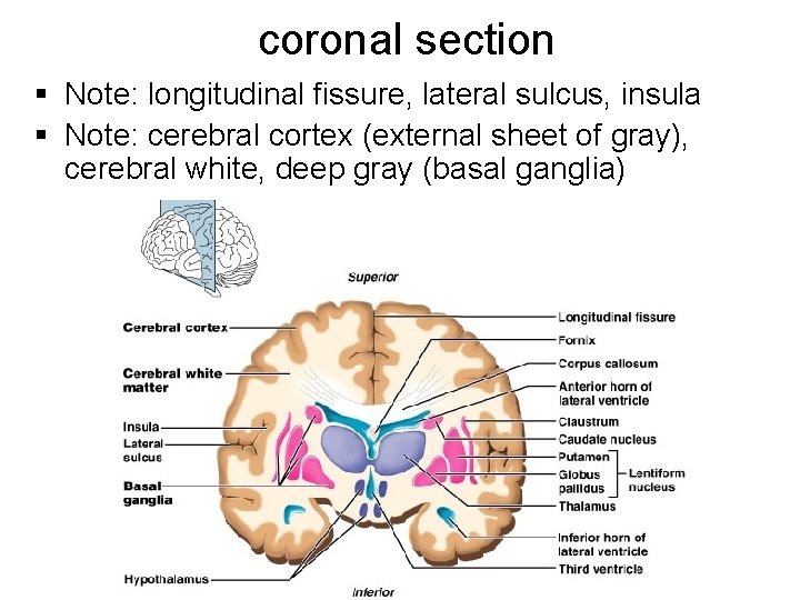 coronal section § Note: longitudinal fissure, lateral sulcus, insula § Note: cerebral cortex (external