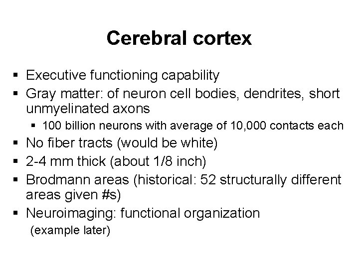 Cerebral cortex § Executive functioning capability § Gray matter: of neuron cell bodies, dendrites,