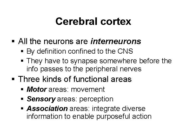 Cerebral cortex § All the neurons are interneurons § By definition confined to the