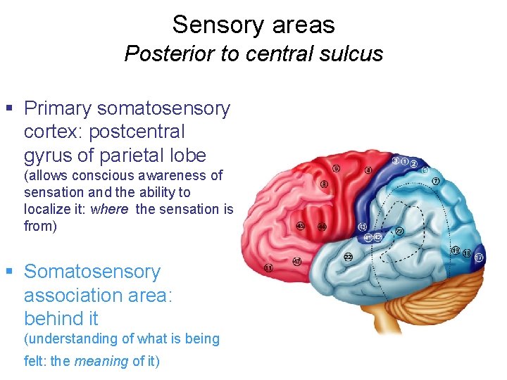 Sensory areas Posterior to central sulcus § Primary somatosensory cortex: postcentral gyrus of parietal