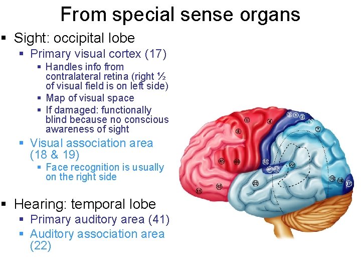 From special sense organs § Sight: occipital lobe § Primary visual cortex (17) §