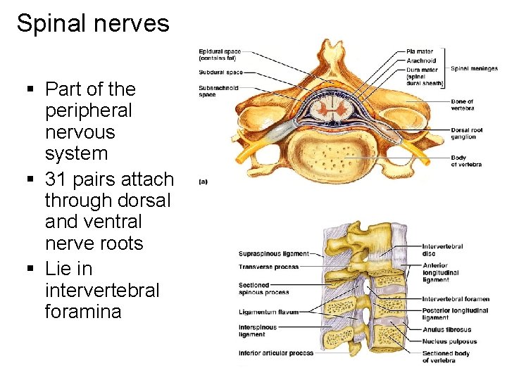 Spinal nerves § Part of the peripheral nervous system § 31 pairs attach through