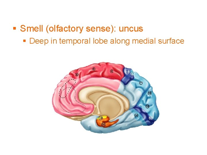 § Smell (olfactory sense): uncus § Deep in temporal lobe along medial surface 