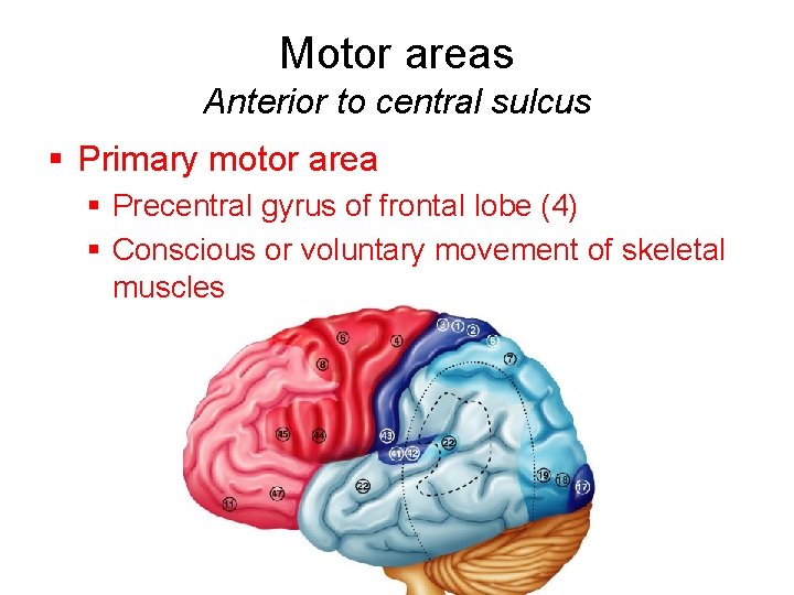 Motor areas Anterior to central sulcus § Primary motor area § Precentral gyrus of