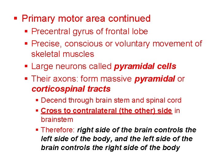 § Primary motor area continued § Precentral gyrus of frontal lobe § Precise, conscious