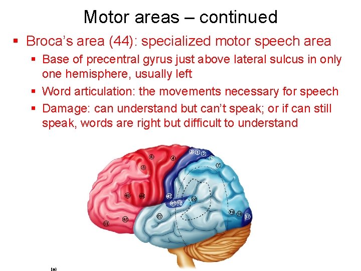 Motor areas – continued § Broca’s area (44): specialized motor speech area § Base