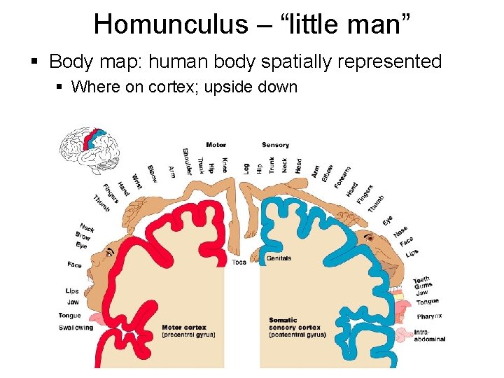 Homunculus – “little man” § Body map: human body spatially represented § Where on