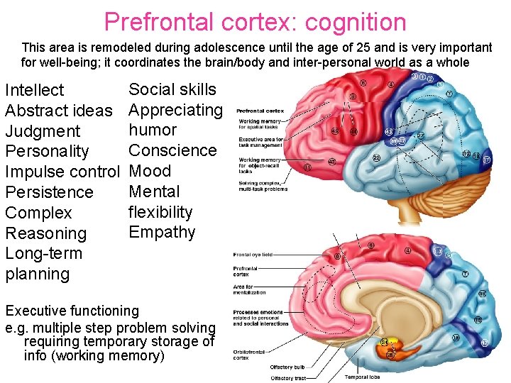 Prefrontal cortex: cognition This area is remodeled during adolescence until the age of 25