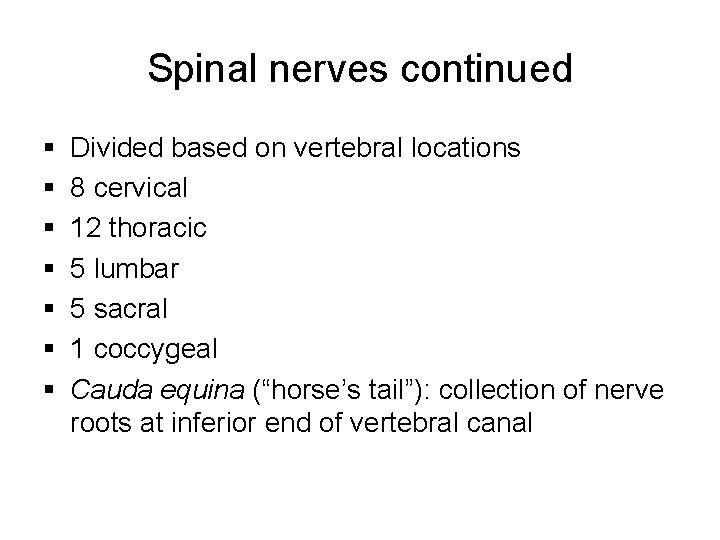 Spinal nerves continued § § § § Divided based on vertebral locations 8 cervical