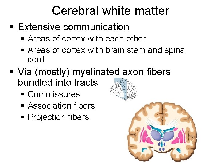 Cerebral white matter § Extensive communication § Areas of cortex with each other §