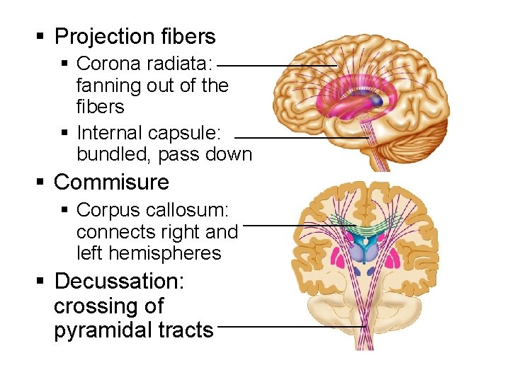 § Projection fibers § Corona radiata: _________ fanning out of the fibers § Internal