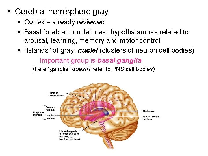 § Cerebral hemisphere gray § Cortex – already reviewed § Basal forebrain nuclei: near