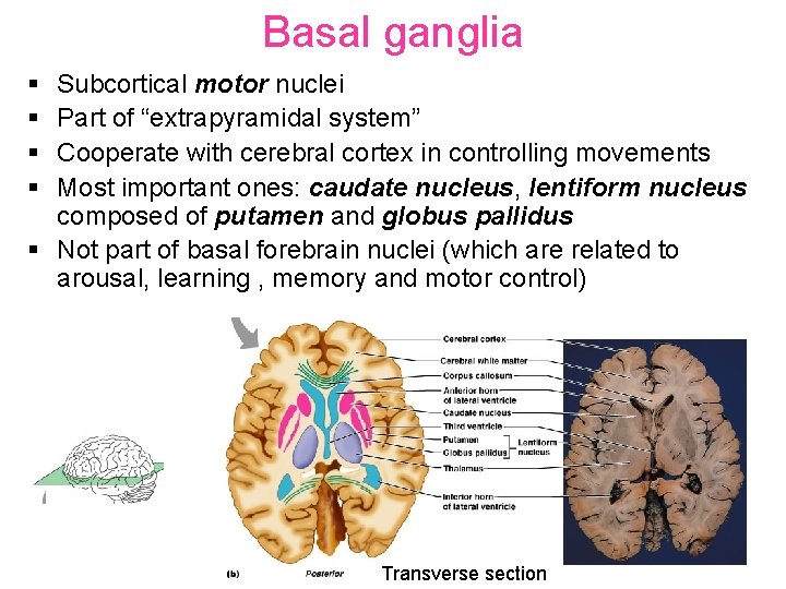Basal ganglia § § Subcortical motor nuclei Part of “extrapyramidal system” Cooperate with cerebral