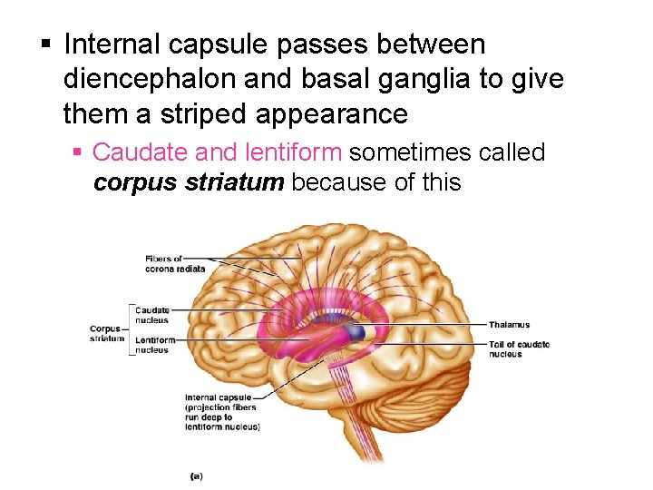 § Internal capsule passes between diencephalon and basal ganglia to give them a striped