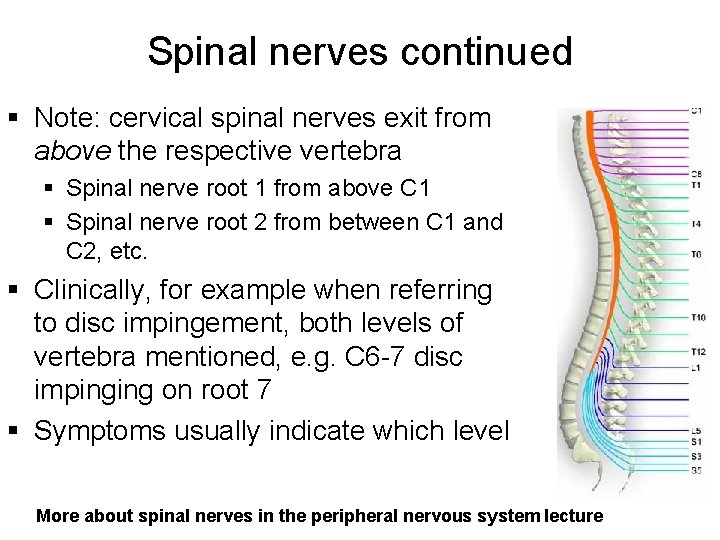 Spinal nerves continued § Note: cervical spinal nerves exit from above the respective vertebra