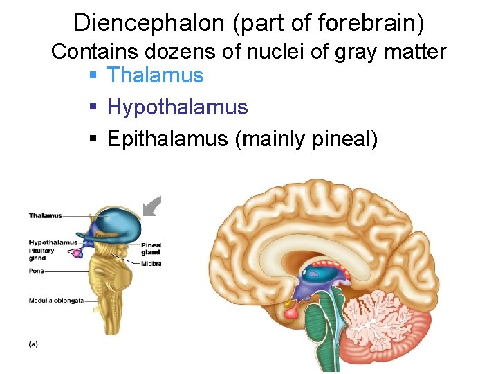 Diencephalon (part of forebrain) Contains dozens of nuclei of gray matter § Thalamus §