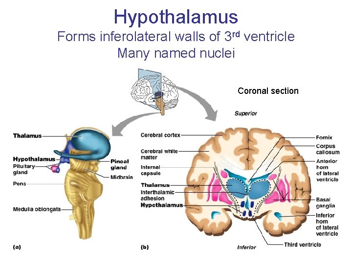 Hypothalamus Forms inferolateral walls of 3 rd ventricle Many named nuclei Coronal section 