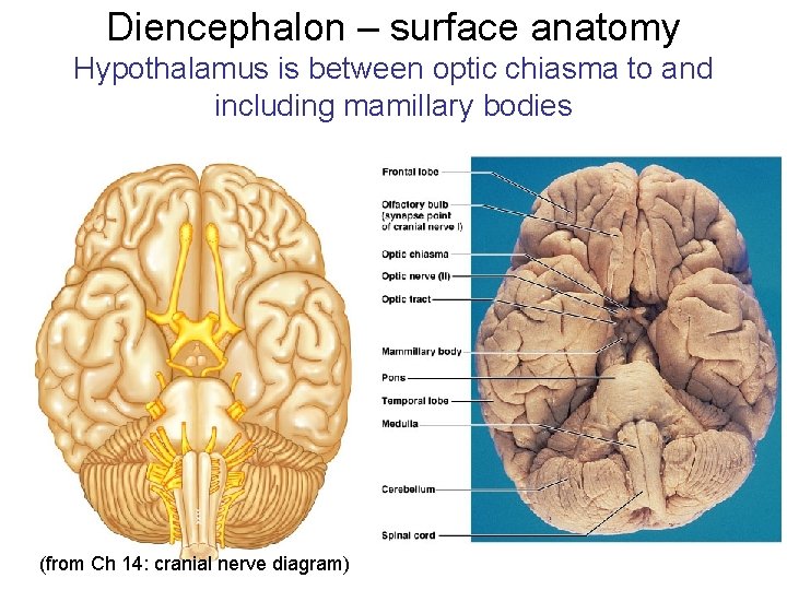Diencephalon – surface anatomy Hypothalamus is between optic chiasma to and including mamillary bodies