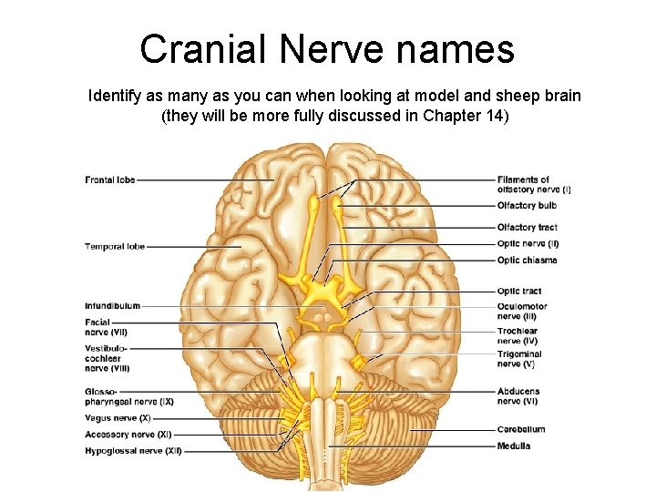 Cranial Nerve names Identify as many as you can when looking at model and