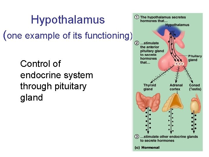 Hypothalamus (one example of its functioning) Control of endocrine system through pituitary gland 