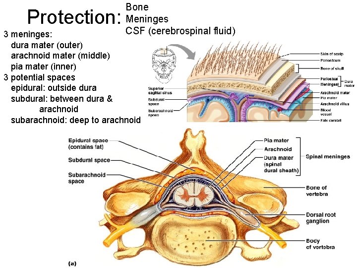 Protection: Bone Meninges CSF (cerebrospinal fluid) 3 meninges: dura mater (outer) arachnoid mater (middle)