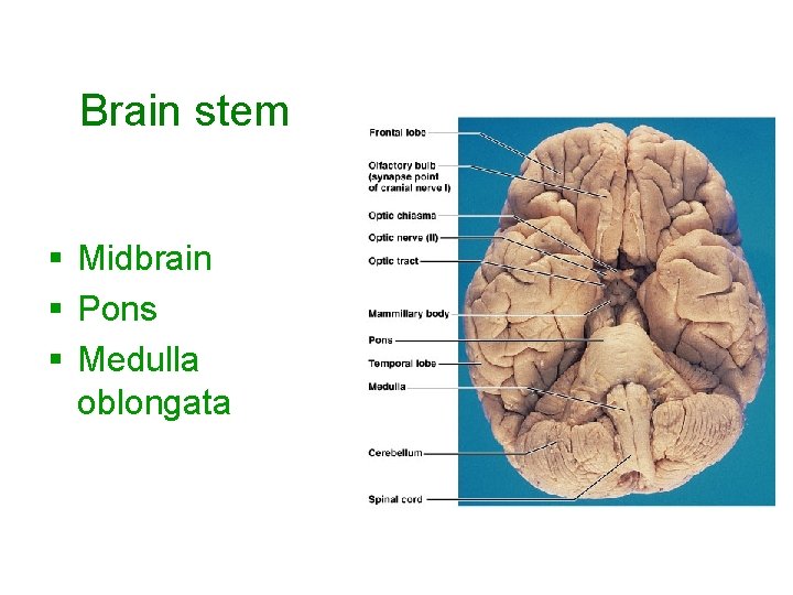 Brain stem § Midbrain § Pons § Medulla oblongata 