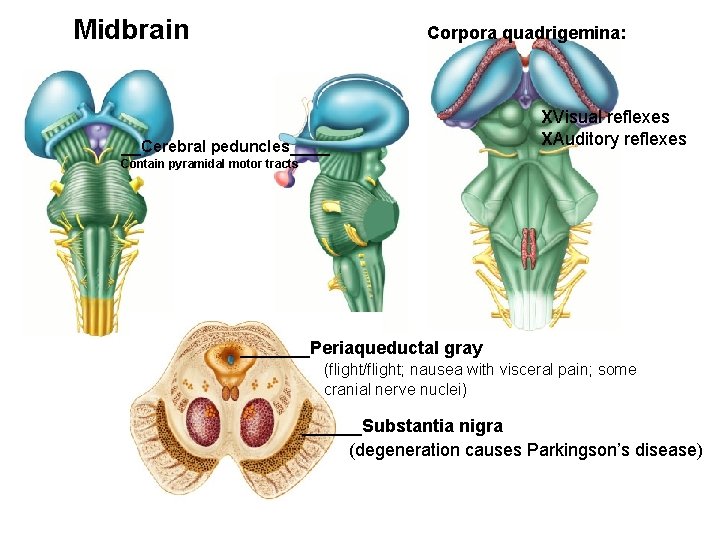 Midbrain Corpora quadrigemina: __Cerebral peduncles____ XVisual reflexes XAuditory reflexes Contain pyramidal motor tracts _______Periaqueductal
