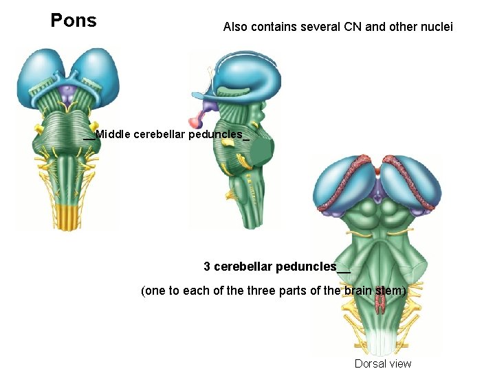 Pons Also contains several CN and other nuclei __Middle cerebellar peduncles_ 3 cerebellar peduncles__