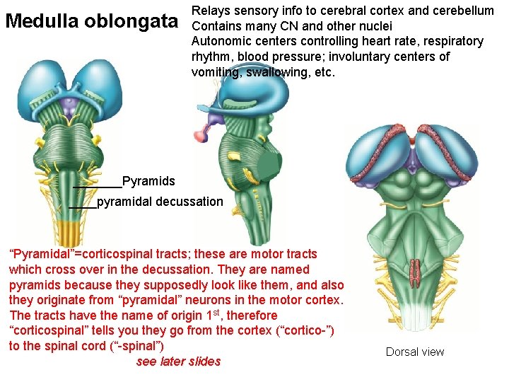 Medulla oblongata Relays sensory info to cerebral cortex and cerebellum Contains many CN and