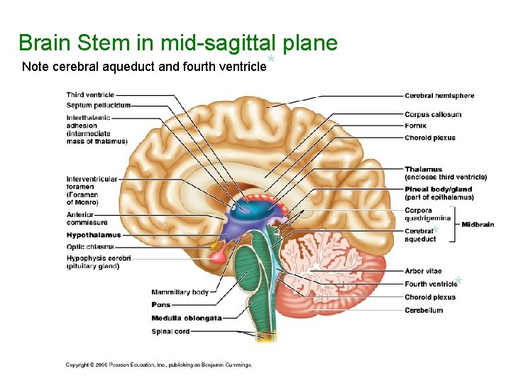 Brain Stem in mid-sagittal plane Note cerebral aqueduct and fourth ventricle* * * 