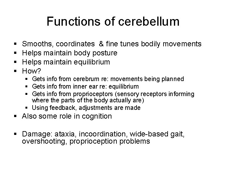 Functions of cerebellum § § Smooths, coordinates & fine tunes bodily movements Helps maintain