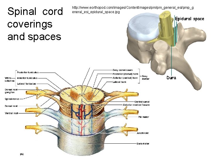 Spinal cord coverings and spaces http: //www. eorthopod. com/images/Content. Images/pm/pm_general_esi/pmp_g eneral_esi_epidural_space. jpg 