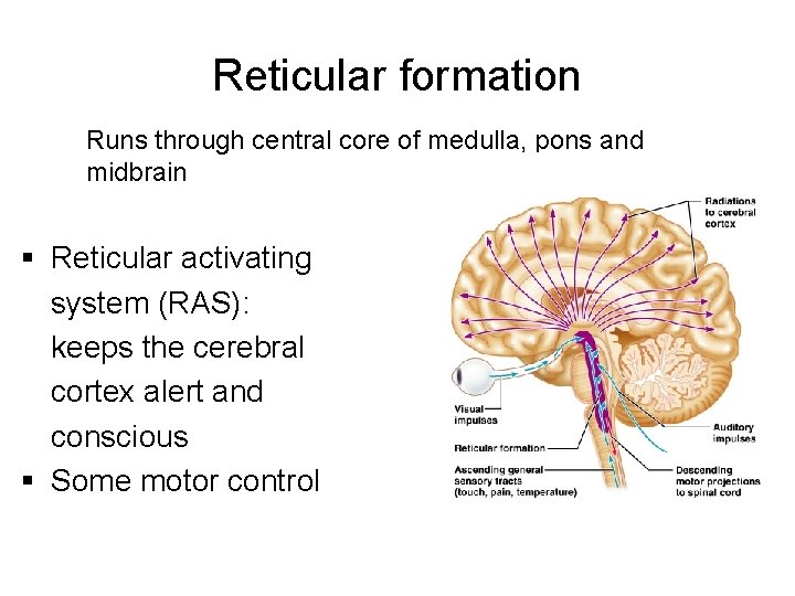 Reticular formation Runs through central core of medulla, pons and midbrain § Reticular activating