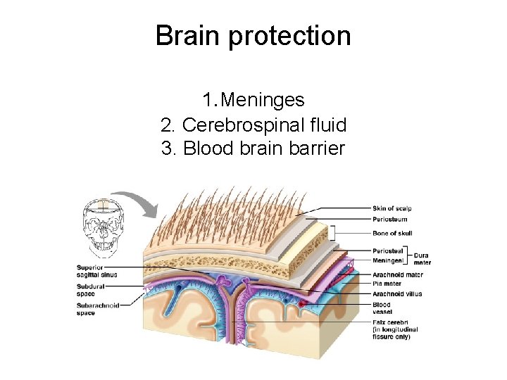 Brain protection 1. Meninges 2. Cerebrospinal fluid 3. Blood brain barrier 