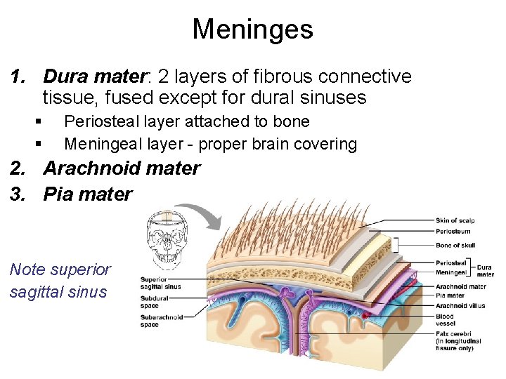 Meninges 1. Dura mater: 2 layers of fibrous connective tissue, fused except for dural