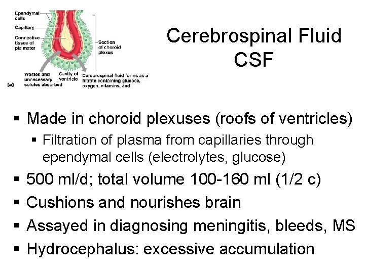 Cerebrospinal Fluid CSF § Made in choroid plexuses (roofs of ventricles) § Filtration of