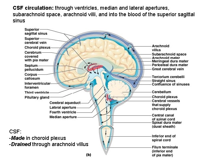 CSF circulation: through ventricles, median and lateral apertures, subarachnoid space, arachnoid villi, and into