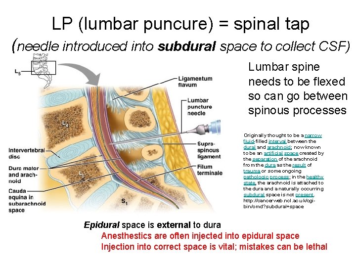 LP (lumbar puncure) = spinal tap (needle introduced into subdural space to collect CSF)
