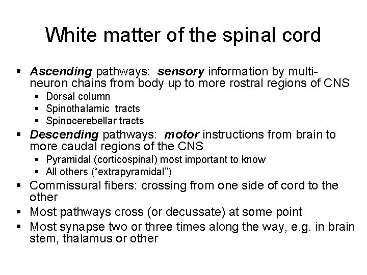 White matter of the spinal cord § Ascending pathways: sensory information by multineuron chains