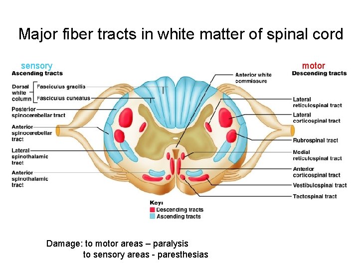 Major fiber tracts in white matter of spinal cord sensory Damage: to motor areas