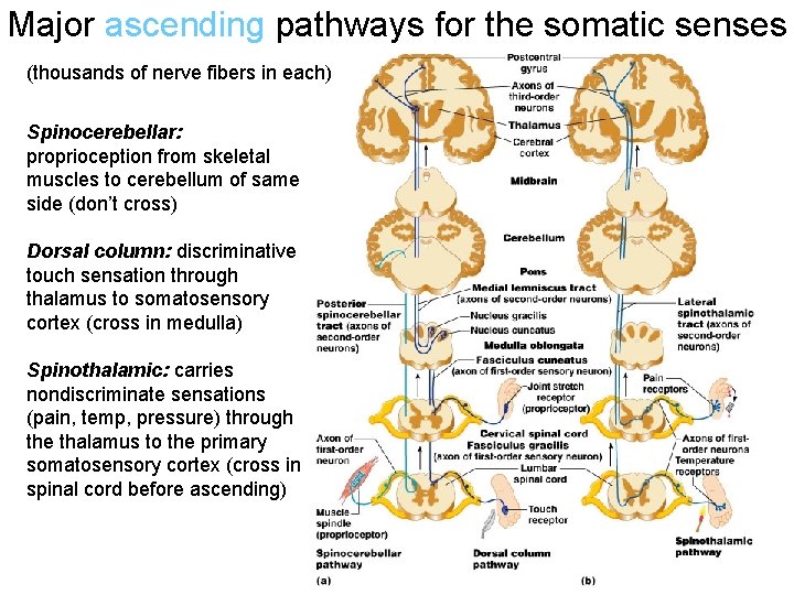 Major ascending pathways for the somatic senses (thousands of nerve fibers in each) Spinocerebellar: