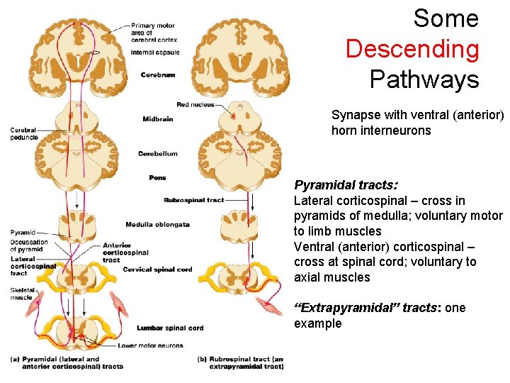Some Descending Pathways Synapse with ventral (anterior) horn interneurons Pyramidal tracts: Lateral corticospinal –
