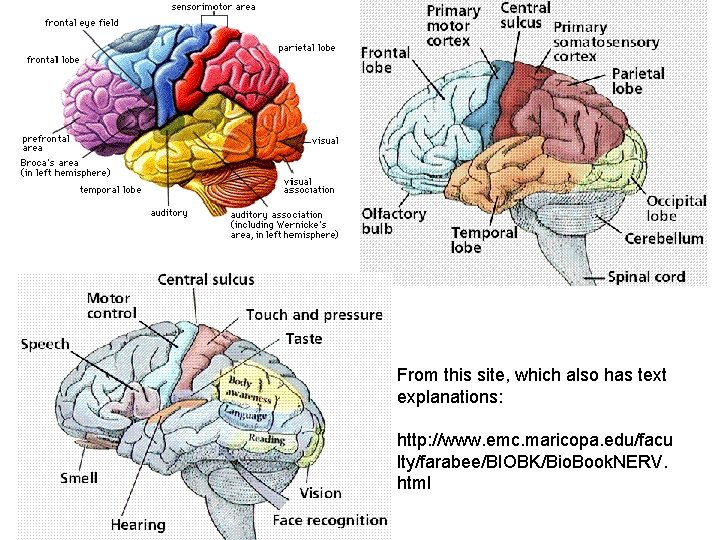 From this site, which also has text explanations: http: //www. emc. maricopa. edu/facu lty/farabee/BIOBK/Bio.